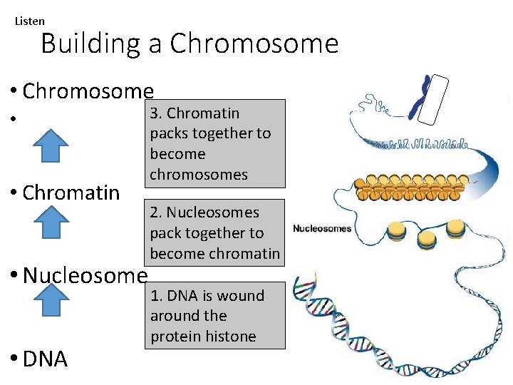 Listen Building a Chromosome • Chromosome • • Chromatin • Nucleosome • DNA 3.