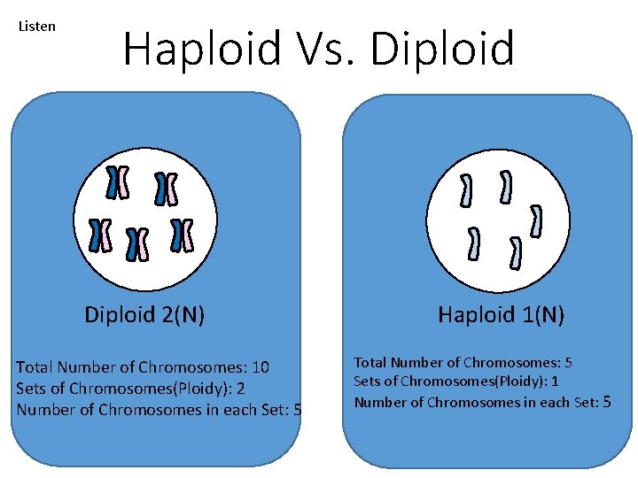 Listen Haploid Vs. Diploid 2(N) Total Number of Chromosomes: 10 Sets of Chromosomes(Ploidy): 2