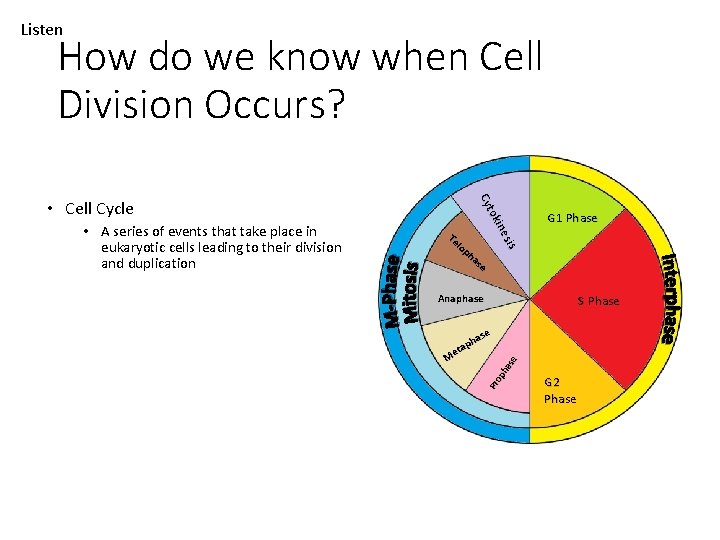 Listen How do we know when Cell Division Occurs? G 1 Phase Te lo