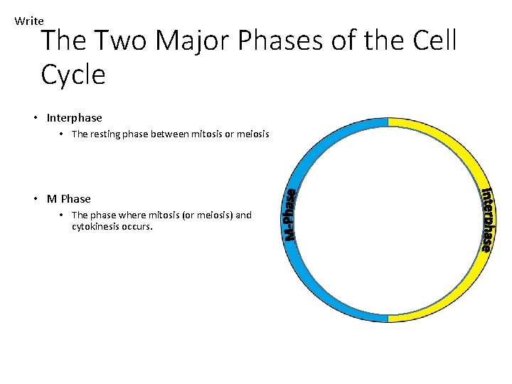 Write The Two Major Phases of the Cell Cycle • Interphase • The resting