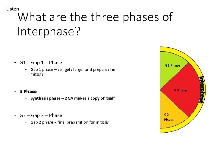 Listen What are three phases of Interphase? • G 1 – Gap 1 –