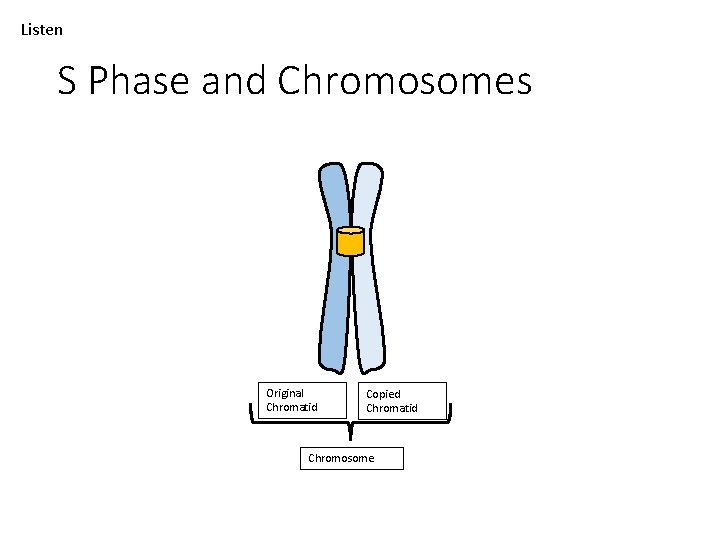 Listen S Phase and Chromosomes Original Chromatid Copied Chromatid Chromosome 