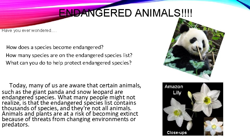 ENDANGERED ANIMALS!!!! Have you ever wondered…. How does a species become endangered? How many ENDANGERED ANIMALS!!!! Have you ever wondered…. How does a species become endangered? How many