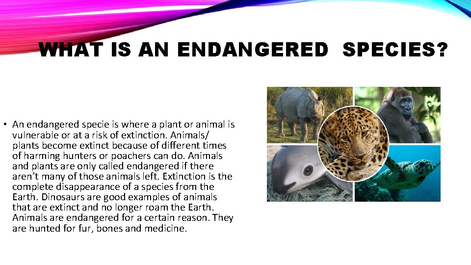 WHAT IS AN ENDANGERED SPECIES? • An endangered specie is where a plant or WHAT IS AN ENDANGERED SPECIES? • An endangered specie is where a plant or