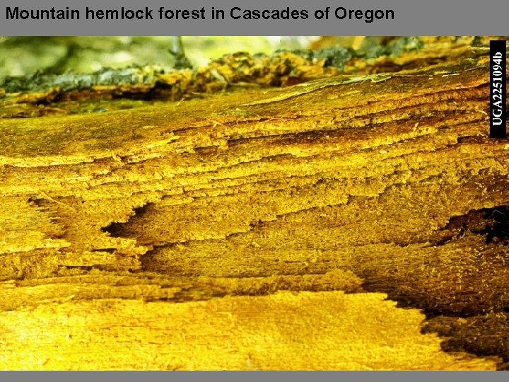 Mountain hemlock forest in Cascades of Oregon 