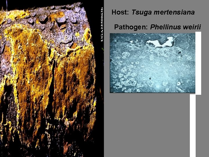 Host: Tsuga mertensiana Pathogen: Phellinus weirii 