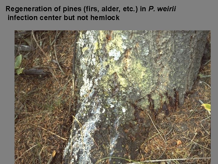 Regeneration of pines (firs, alder, etc. ) in P. weirii infection center but not