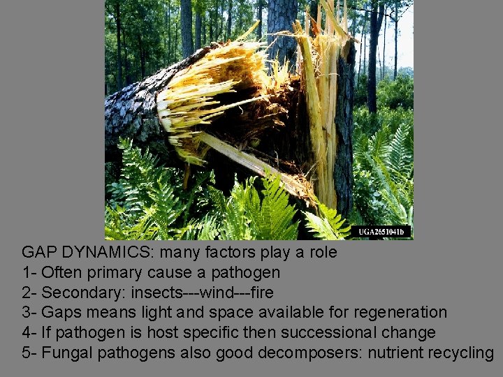GAP DYNAMICS: many factors play a role 1 - Often primary cause a pathogen