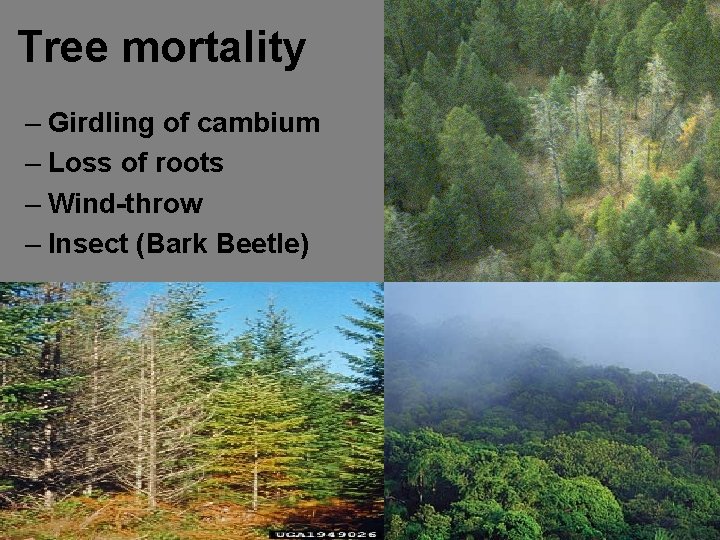 Tree mortality – Girdling of cambium – Loss of roots – Wind-throw – Insect