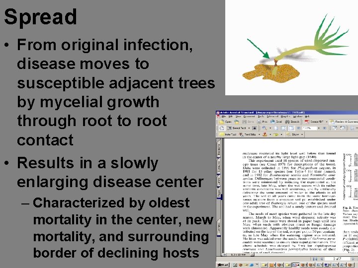 Spread • From original infection, disease moves to susceptible adjacent trees by mycelial growth