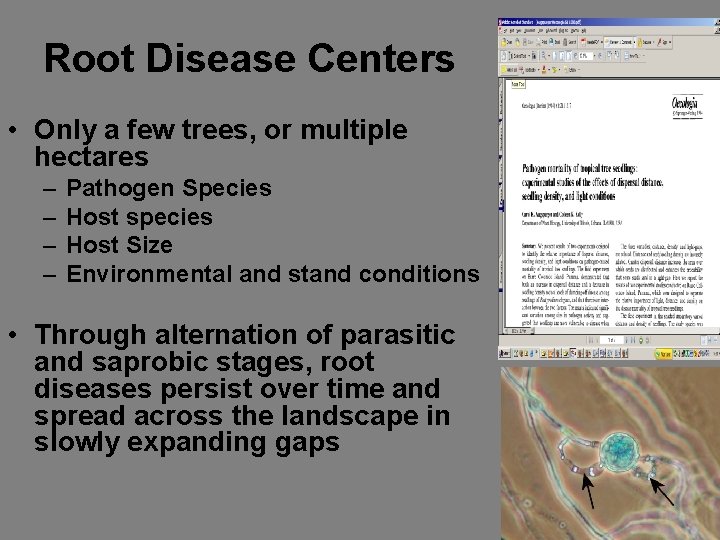 Root Disease Centers • Only a few trees, or multiple hectares – – Pathogen