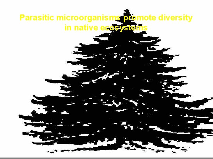 Parasitic microorganisms promote diversity in native ecosystems 