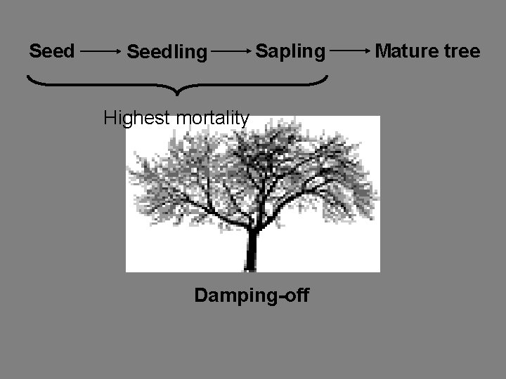 Seedling Sapling Highest mortality Damping-off Mature tree 