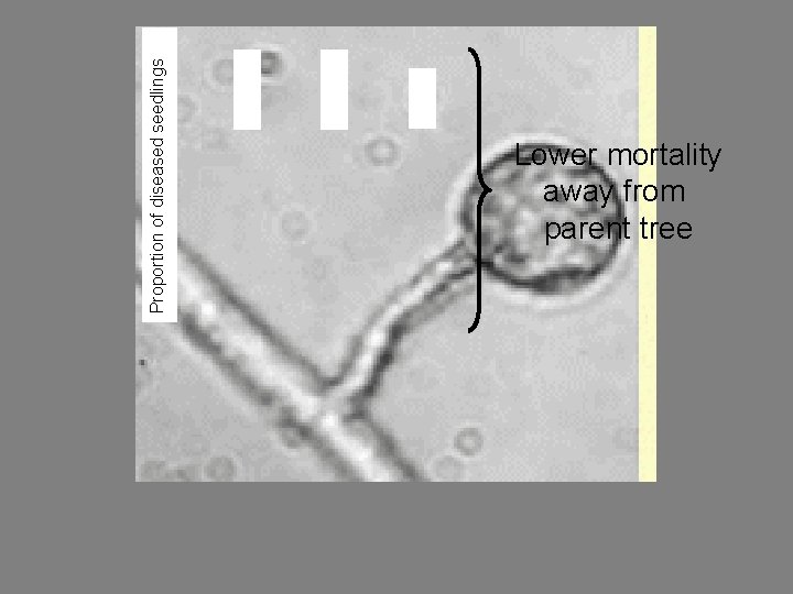 Proportion of diseased seedlings Lower mortality away from parent tree 