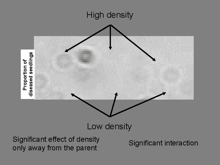 Proportion of diseased seedlings High density Low density Significant effect of density only away