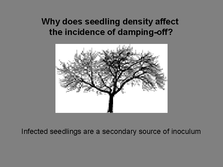 Why does seedling density affect the incidence of damping-off? Infected seedlings are a secondary