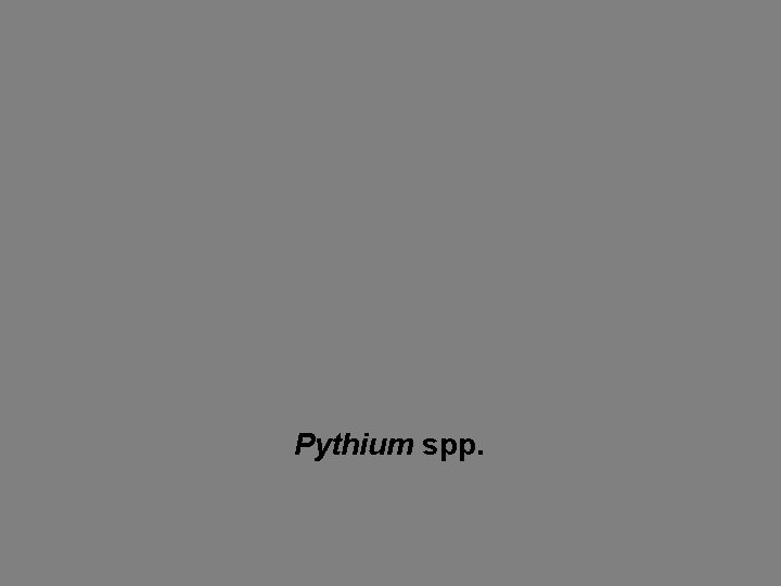 Pythium spp. 