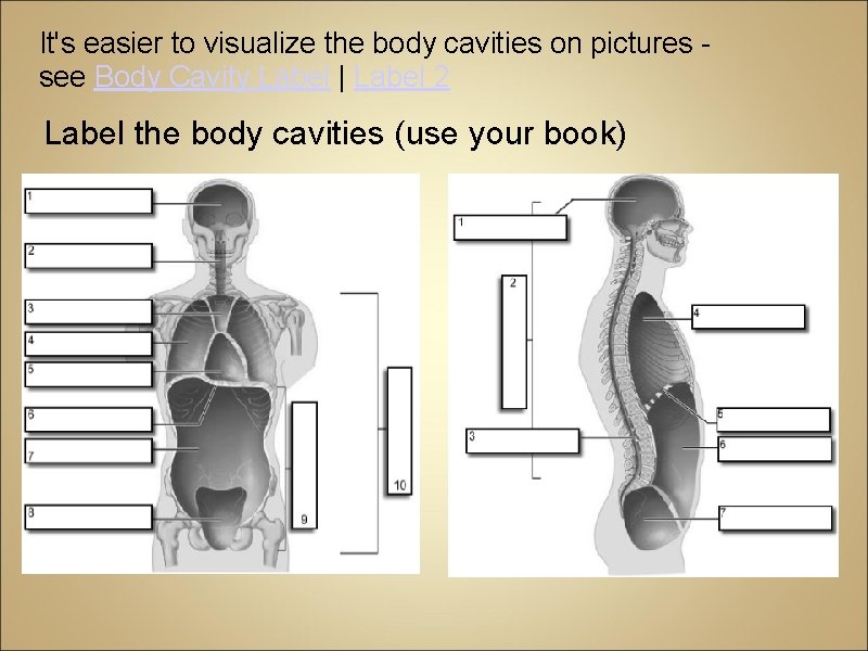 It's easier to visualize the body cavities on pictures - see Body Cavity Label