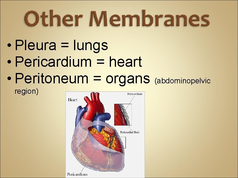  • Pleura = lungs • Pericardium = heart • Peritoneum = organs (abdominopelvic
