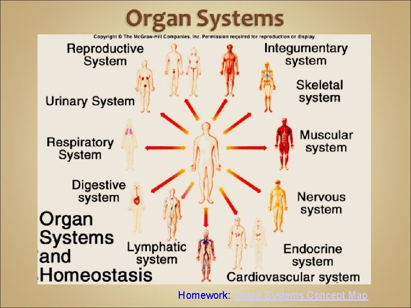 Homework: Organ Systems Concept Map 