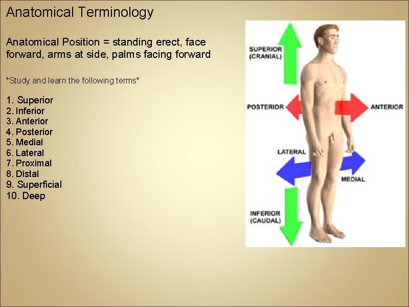 Anatomical Terminology Anatomical Position = standing erect, face forward, arms at side, palms facing