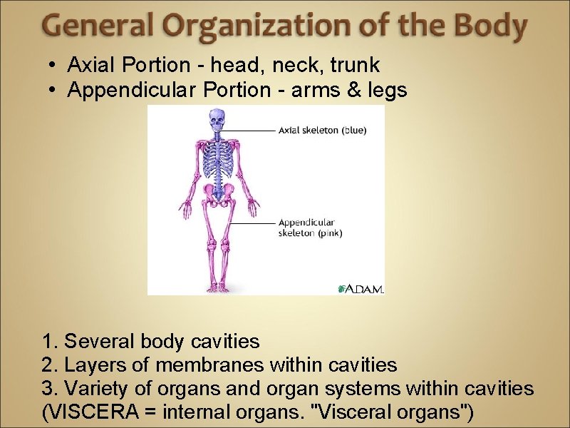  • Axial Portion - head, neck, trunk • Appendicular Portion - arms &