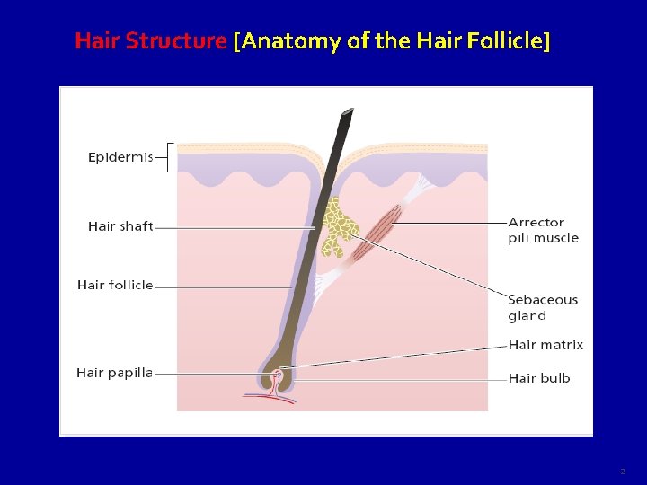 Hair Structure [Anatomy of the Hair Follicle] 2 