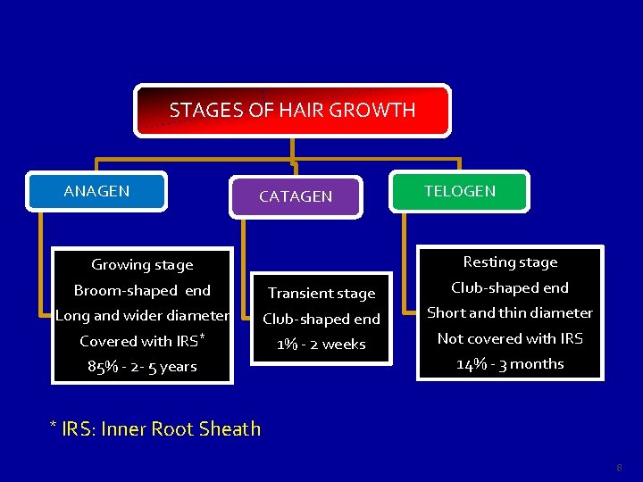 STAGES OF HAIR GROWTH ANAGEN CATAGEN Growing stage Broom-shaped end Long and wider diameter