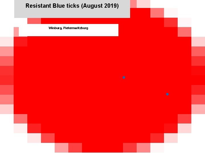 Resistant Blue ticks (August 2019) Winburg, Pietermaritzburg jkccff 