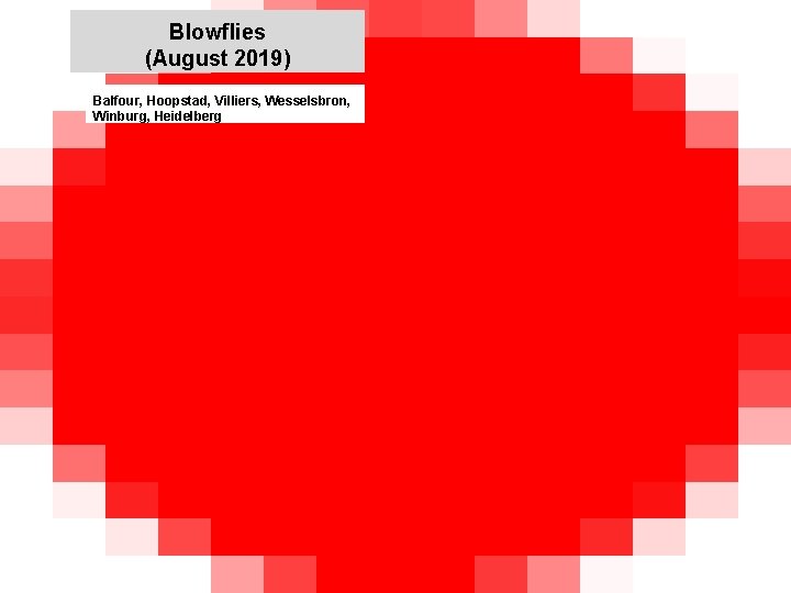 Blowflies (August 2019) jkccff Balfour, Hoopstad, Villiers, Wesselsbron, Winburg, Heidelberg 