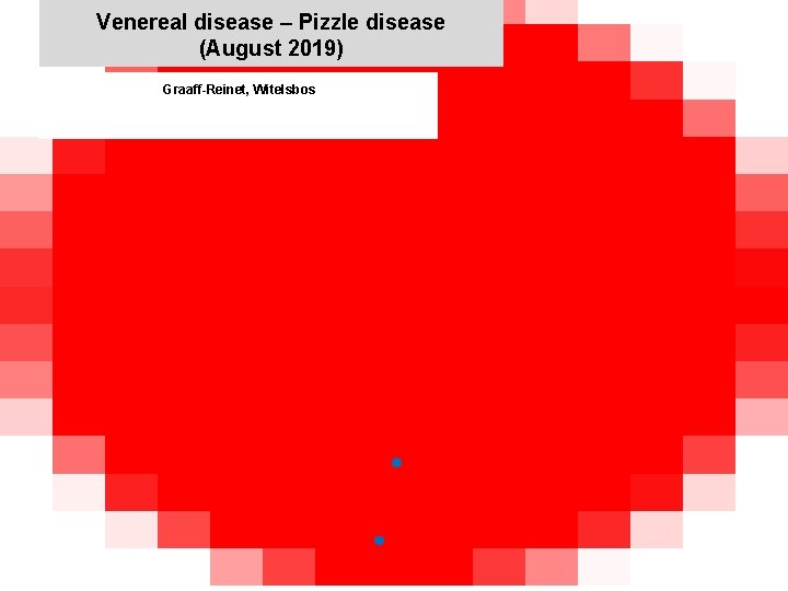 Venereal disease – Pizzle disease (August 2019) Graaff-Reinet, Witelsbos x 