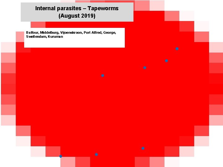 Internal parasites – Tapeworms (August 2019) jkccff Balfour, Middelburg, Vijoenskroon, Port Alfred, George, Swellendam,