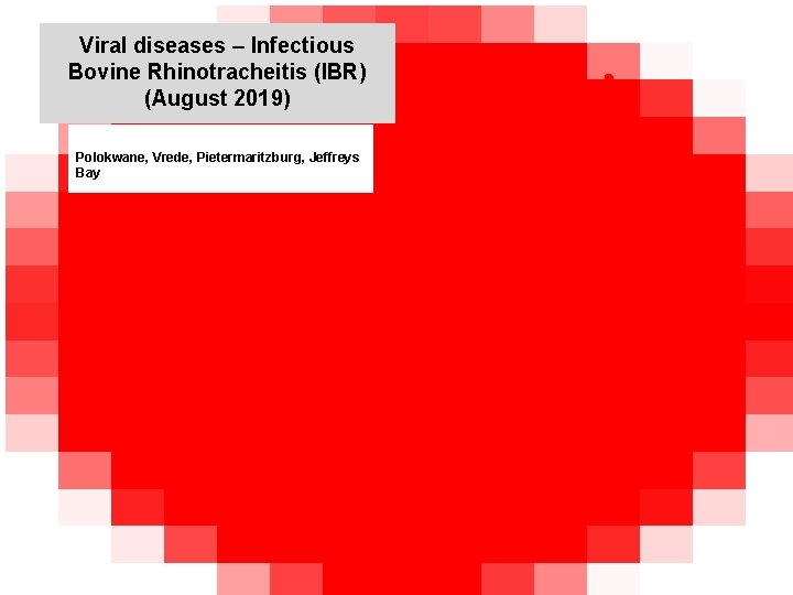 Viral diseases – Infectious Bovine Rhinotracheitis (IBR) (August 2019) kjkjnmn Polokwane, Vrede, Pietermaritzburg, Jeffreys