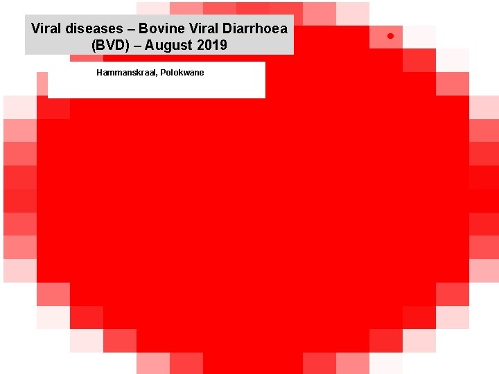 Viral diseases – Bovine Viral Diarrhoea (BVD) – August 2019 kjkjnmn Hammanskraal, Polokwane 