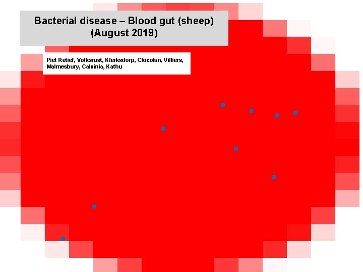 Bacterial disease – Blood gut (sheep) (August 2019) kjkjnmn Piet Retief, Volksrust, Klerksdorp, Clocolan,