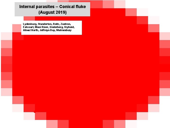 Internal parasites – Conical fluke (August 2019) jkccff Lydenburg, Standerton, Reitz, Zastron, Estcourt, Mooi