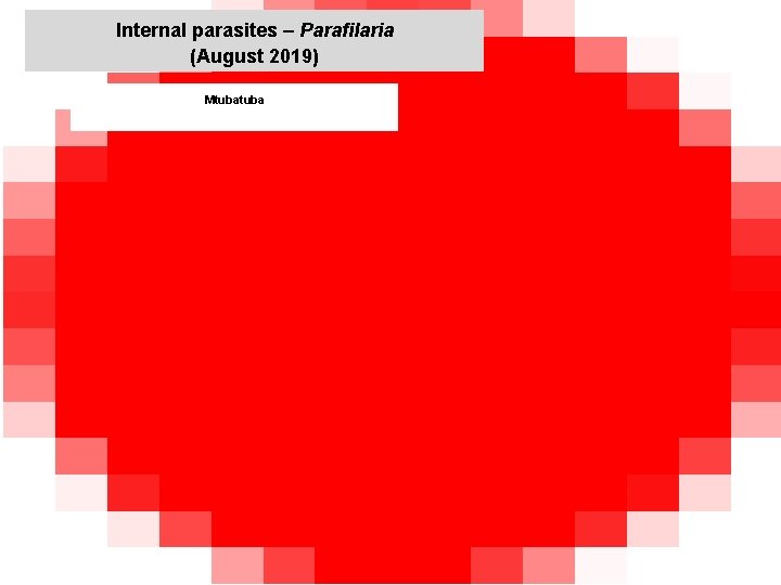 Internal parasites – Parafilaria (August 2019) Mtuba jkccff Internal parasites – Parafilaria (August 2019) Mtuba jkccff