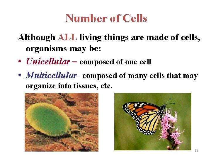 Number of Cells Although ALL living things are made of cells, organisms may be: