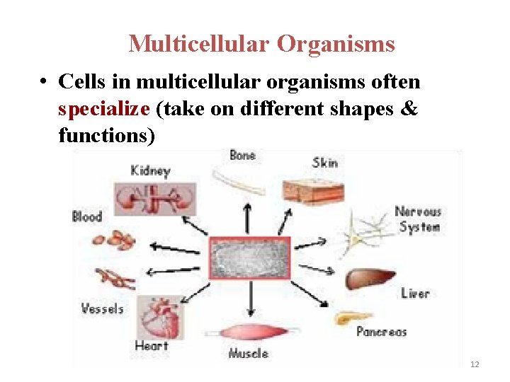 Multicellular Organisms • Cells in multicellular organisms often specialize (take on different shapes &