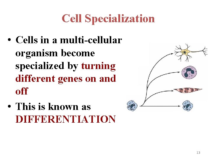 Cell Specialization • Cells in a multi-cellular organism become specialized by turning different genes
