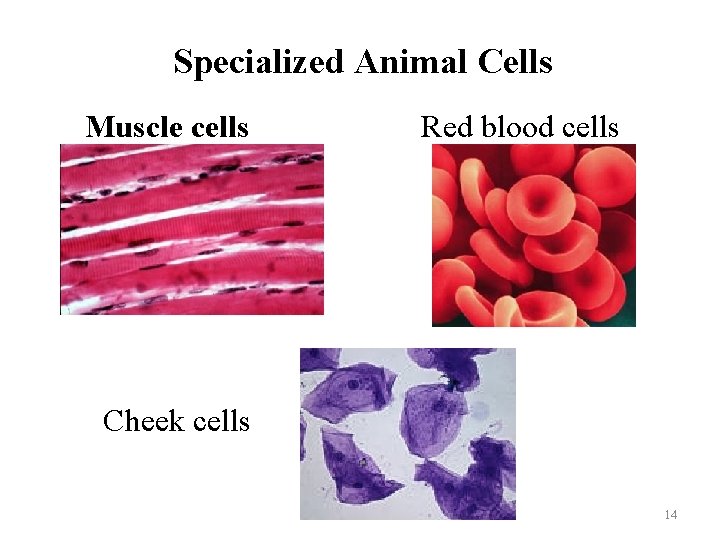 Specialized Animal Cells Muscle cells Red blood cells Cheek cells 14 