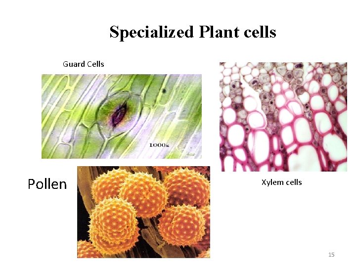 Specialized Plant cells Guard Cells Pollen Xylem cells 15 