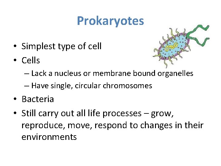 Prokaryotes • Simplest type of cell • Cells – Lack a nucleus or membrane