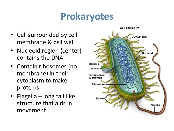 Prokaryotes • Cell surrounded by cell membrane & cell wall • Nucleoid region (center)