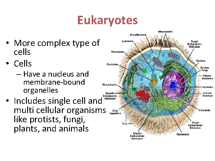 Eukaryotes • More complex type of cells • Cells – Have a nucleus and