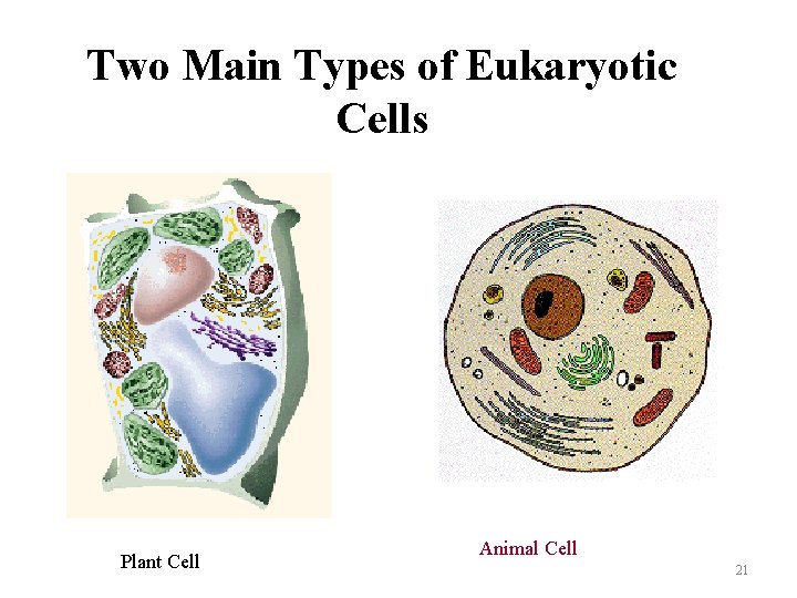 Two Main Types of Eukaryotic Cells Plant Cell Animal Cell 21 