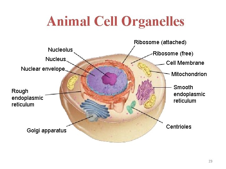 Animal Cell Organelles Ribosome (attached) Nucleolus Nuclear envelope Rough endoplasmic reticulum Golgi apparatus Ribosome