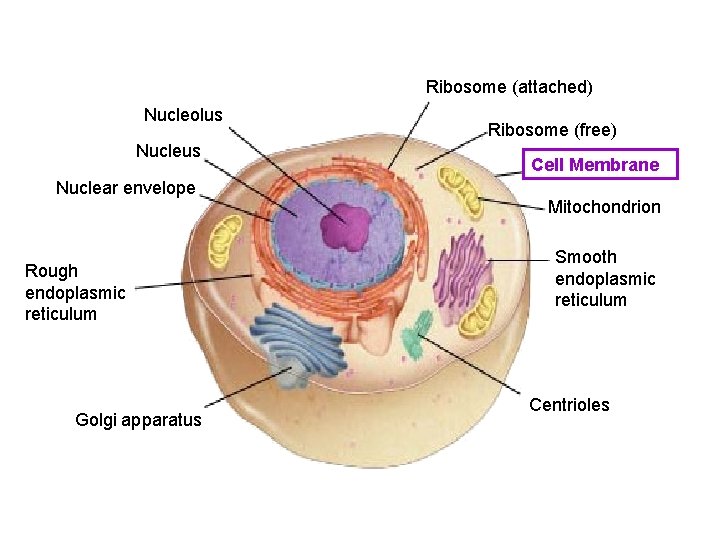 Ribosome (attached) Nucleolus Nuclear envelope Rough endoplasmic reticulum Golgi apparatus Ribosome (free) Cell Membrane