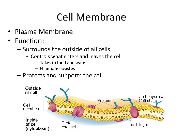 Cell Membrane • Plasma Membrane • Function: – Surrounds the outside of all cells