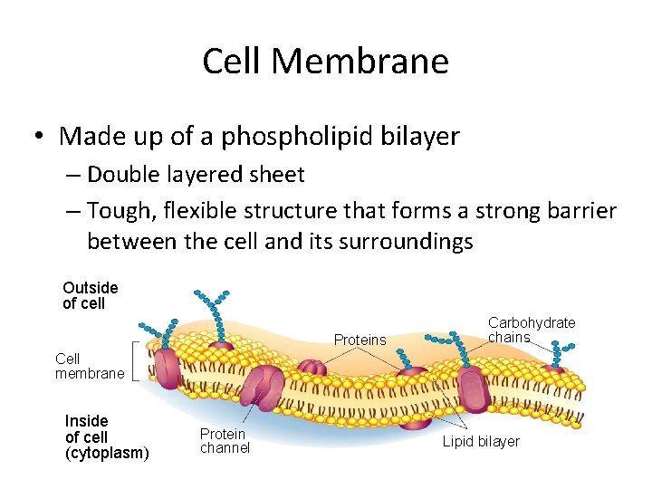 Cell Membrane • Made up of a phospholipid bilayer – Double layered sheet –